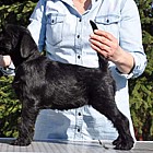 Black Schnauzer puppies